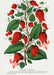 Red Flower Clematis Coccinea Vintage Print - stoneandbeige