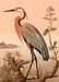 Vintage Heron Illustration Print - stoneandbeige