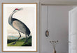 Whooping Crane Vintage Print Vintage Print - stoneandbeige