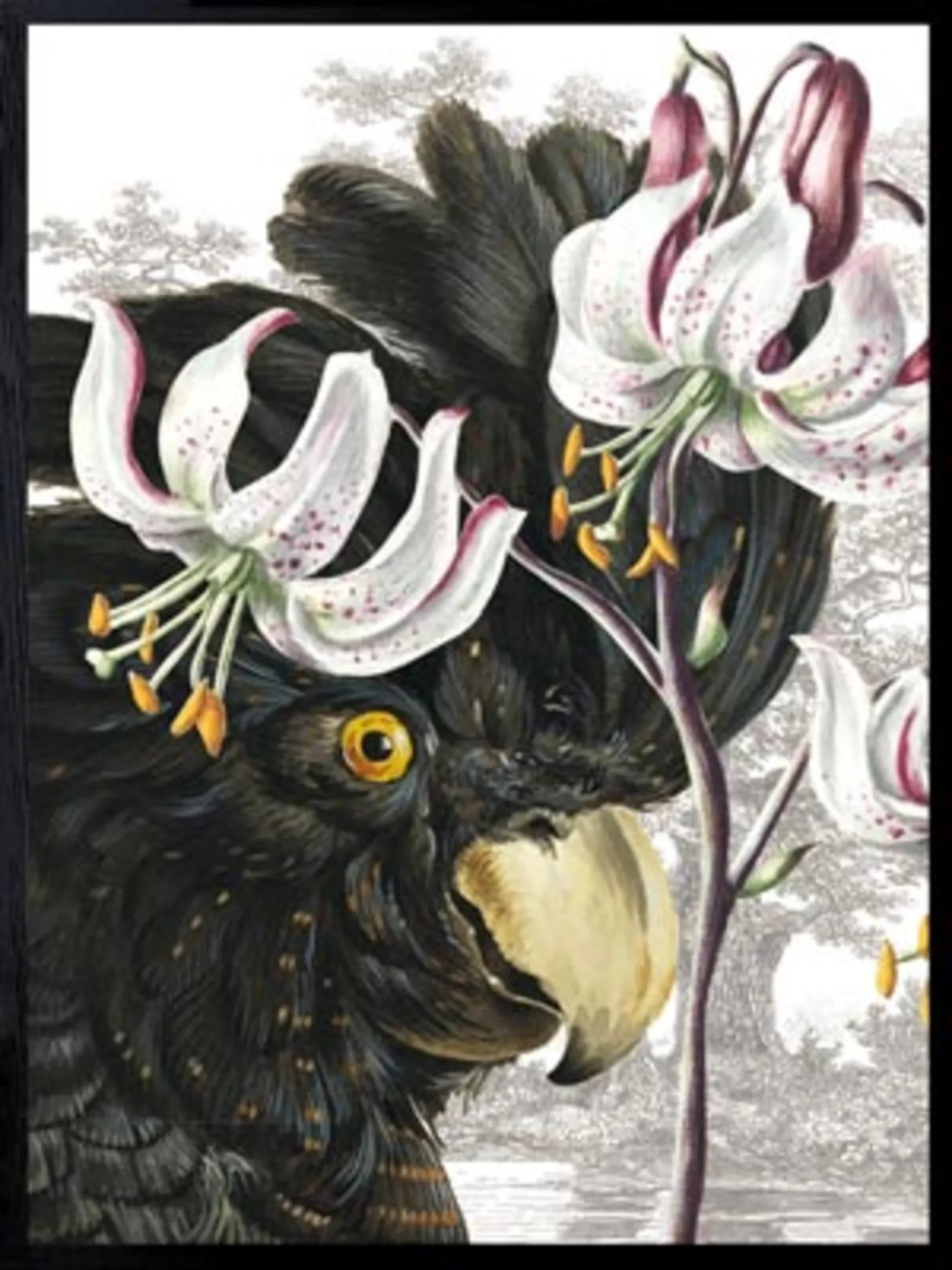 Black Parrot Wall Art Print